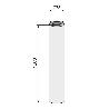 COLUMNA H1070 Ø75 INOXIDABLE MATE PARA BASE PLANA