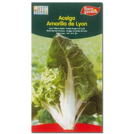 SEMILLAS FITO HORTICOLAS ACELGA AMARILLA DE LYON 00002 (CAJA 10 UNIDADES)