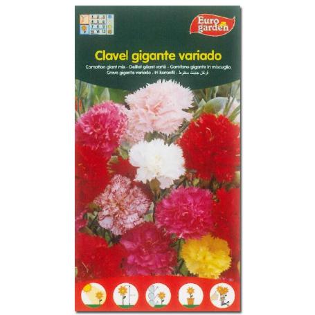 SEMILLAS FITO FLORES CLAVEL GIGANTE VARIADO 00615 (CAJA 10 UNIDADES)