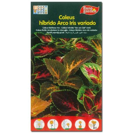 SEMILLAS FITO FLORES COLEUS HIBRIDO ARCO IRIS VARIADO 00640 (CAJA 10 UNIDADES)