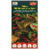 SEMILLAS FITO FLORES COLEUS HIBRIDO ARCO IRIS VARIADO 00640 (CAJA 10 UNIDADES)