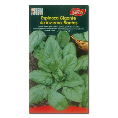 SEMILLAS FITO HORTICOLAS ESPINACA G. INVIERNO SANTOS 00114 (CAJA 10 UNIDADES)