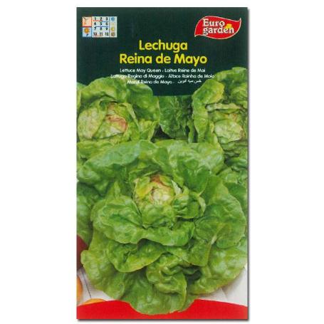 SEMILLAS FITO HORTICOLAS LECHUGA REINA DE MAYO 00210 (CAJA 10 UNIDADES)