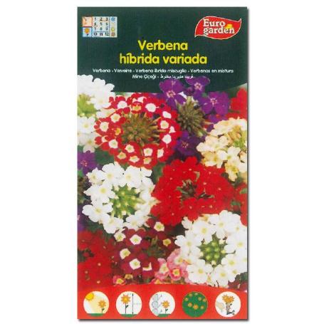 SEMILLAS FITO FLORES VERBENA HIBRIDA VARIADA 00606 (CAJA 10 UNIDADES)