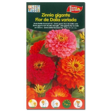 SEMILLAS FITO FLORES ZINNIA GIGANTE FLOR DE DALIA VARIADA 00607 (CAJA 10 UNIDADES)