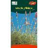 SEMILLAS FITO AROMATICAS LAVANDA OFFICINALIS 02610 (CAJA 10 UNIDADES)