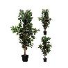 PLANTA ARTIFICIAL FICUS 115 CM SURTIDO