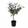 PLANTA ARTIFICIAL OLIVO 66 CM