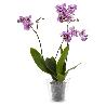 MACETA TRANSPARENTE ORCHID 13,5X19,5X15CM