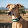 COLLAR BANDERA ANDALUCIA 48CM 622171 GALGO